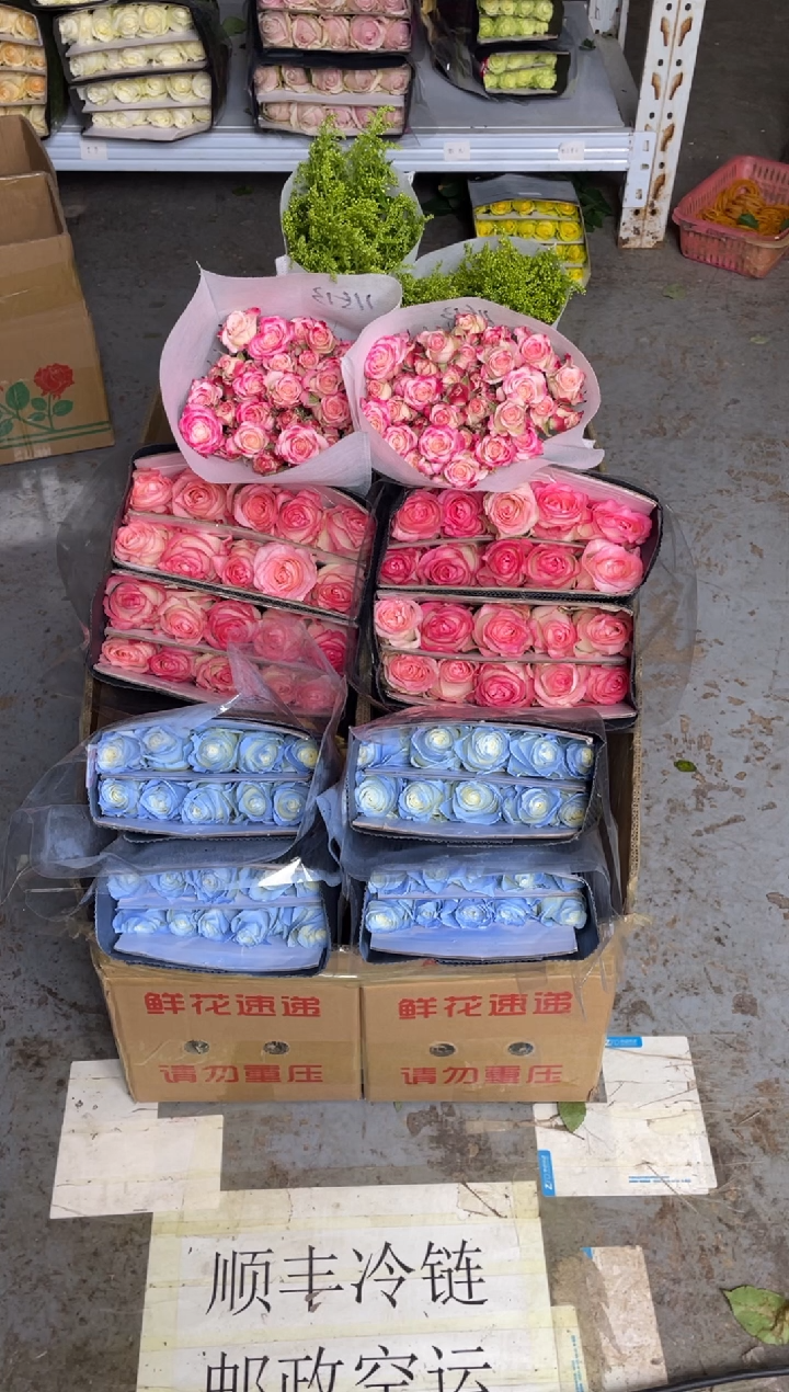 艾沙20枝+碎冰蓝20枝+折射10枝+黄莺