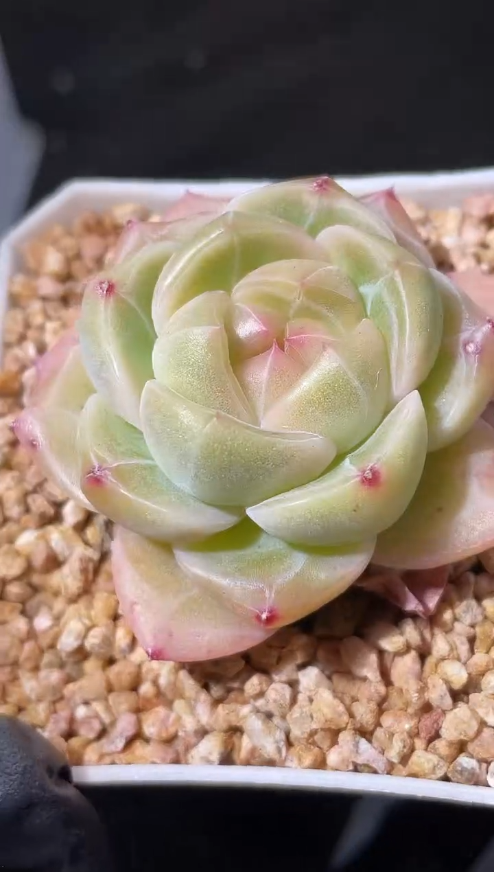 20-89 奇妙翡灯3-4厘米量拍发一颗