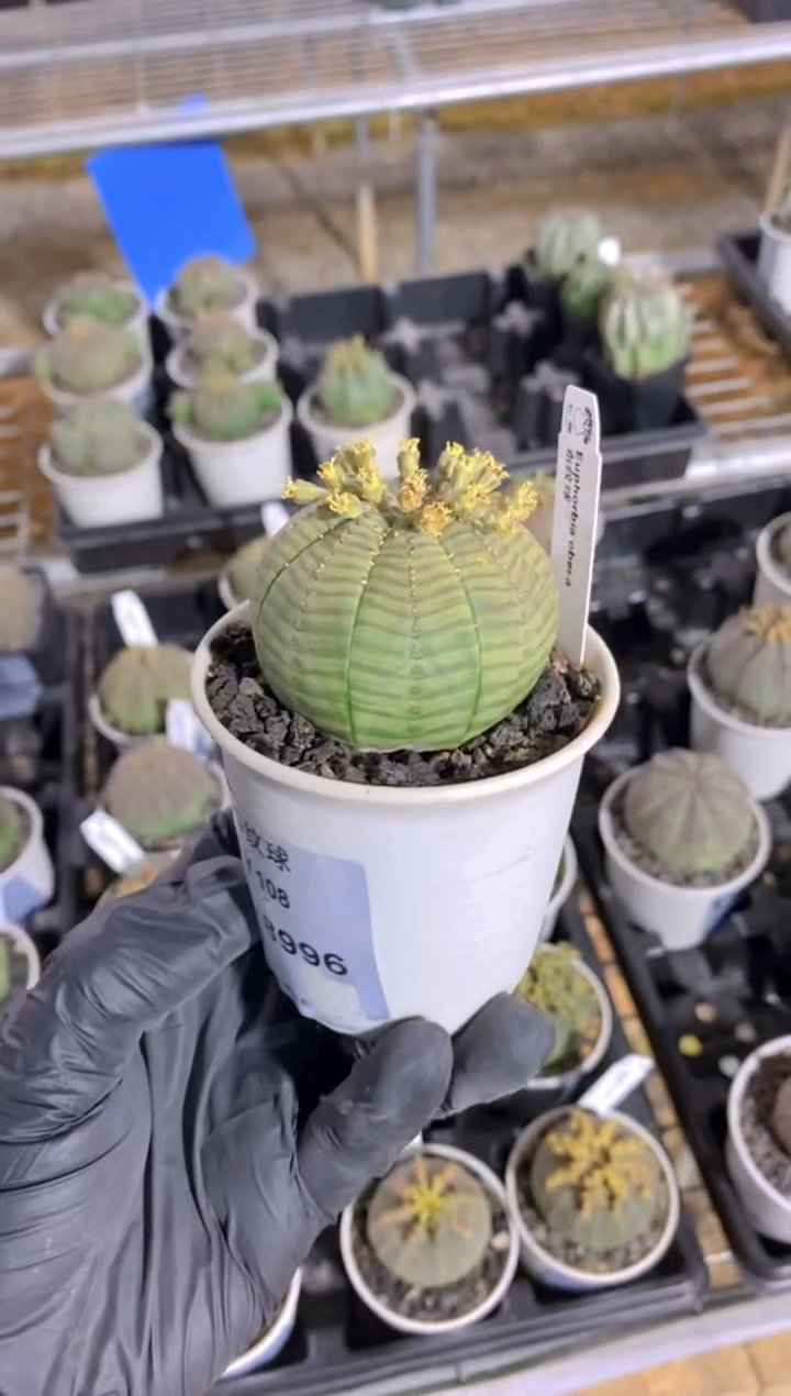 【闪购商品】布纹球FA-8996