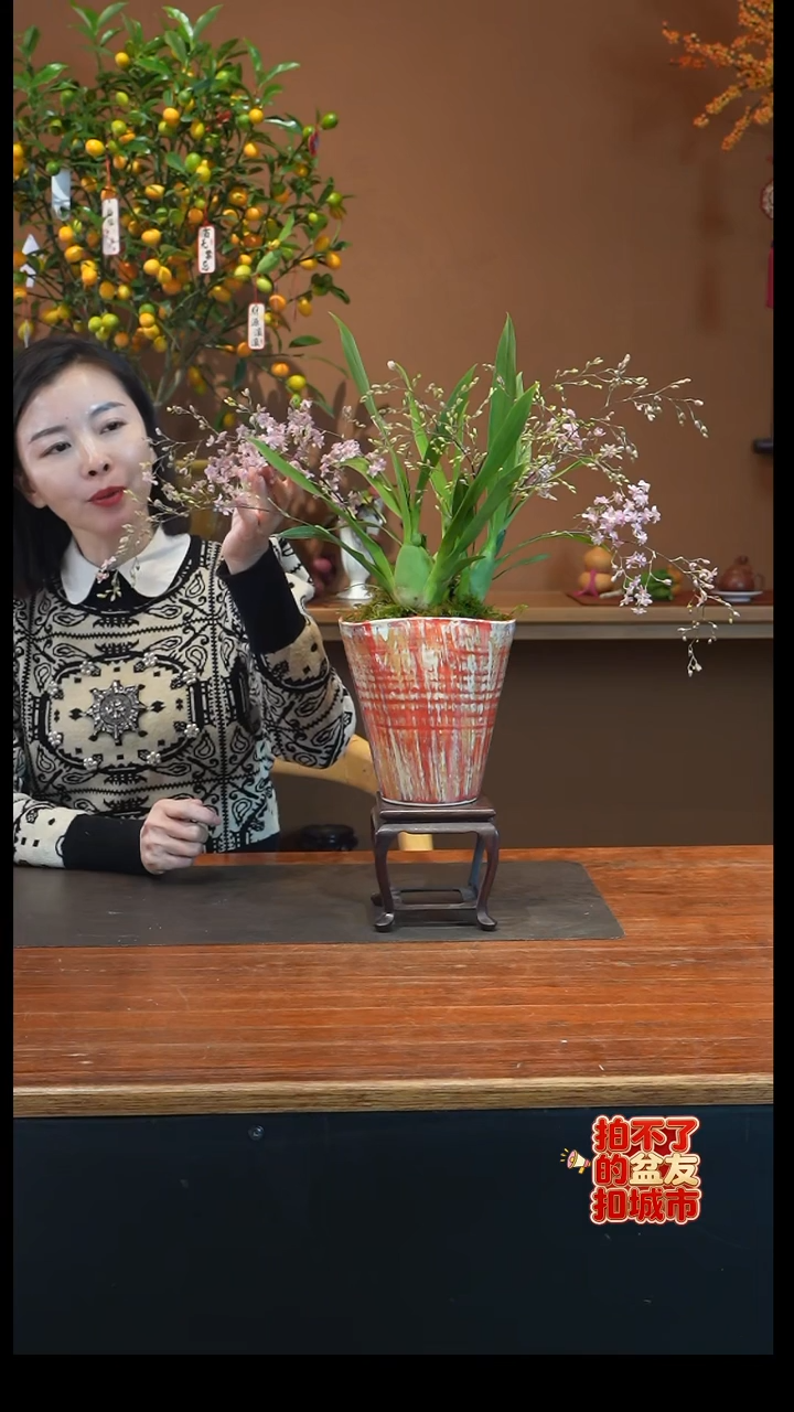 全部花朵粉梦香盆景盆景