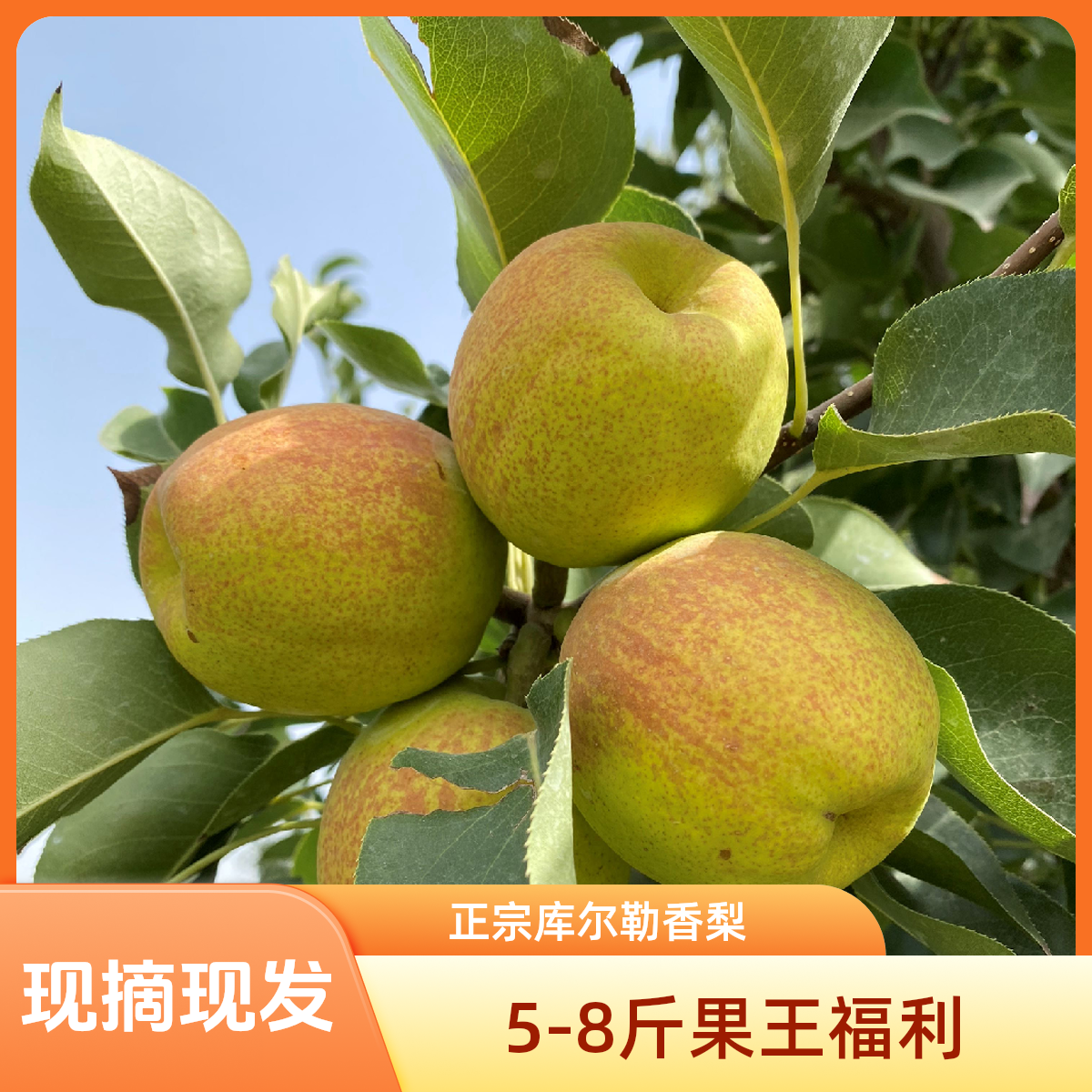 【8斤福利】新疆库尔勒香梨现摘现发皮薄脆甜多汁新鲜水果