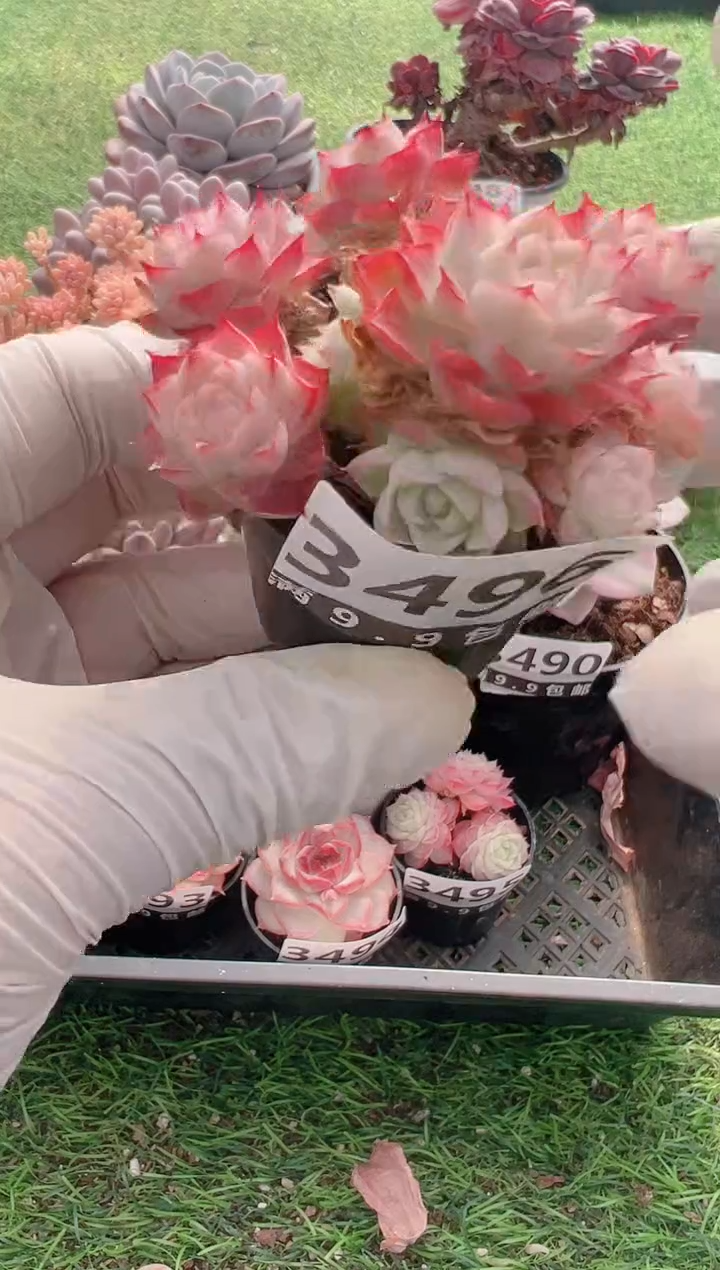 【闪购商品】信福多肉一物一拍