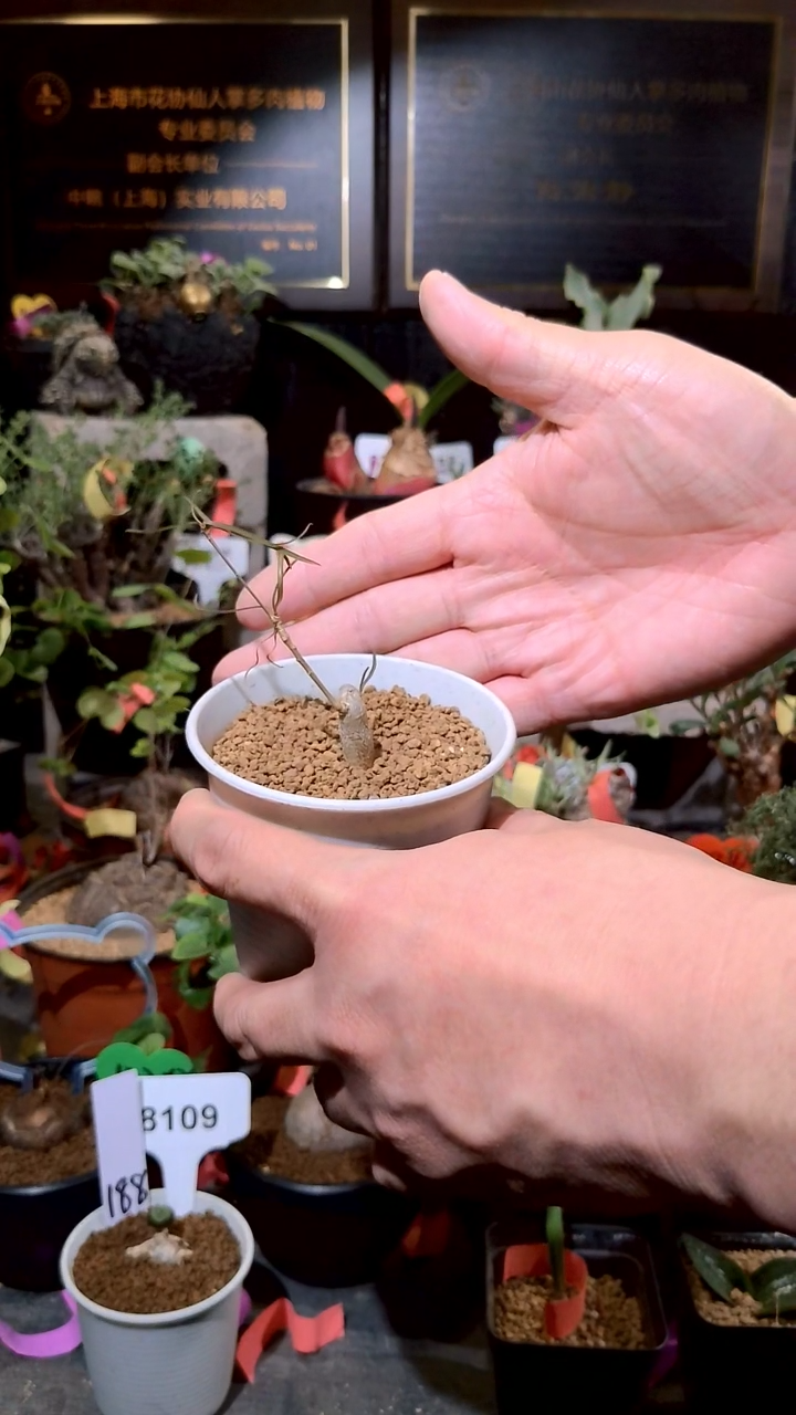 1224福利南非植物