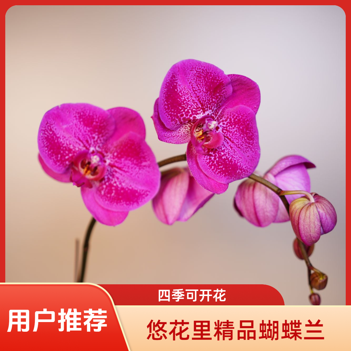 明兰花卉蝴蝶兰【黑沙】全花开花珠发货