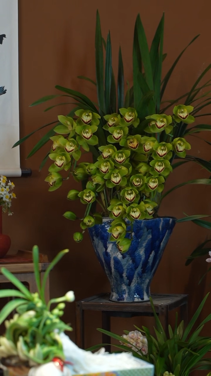 全部花朵绿观音盆景盆景