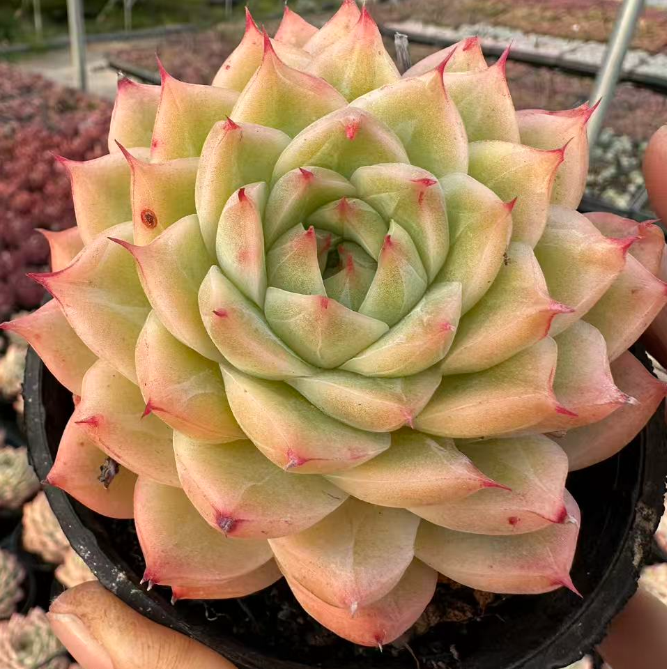 10#金粉世家多肉植物 前男友精品多肉 SM0937