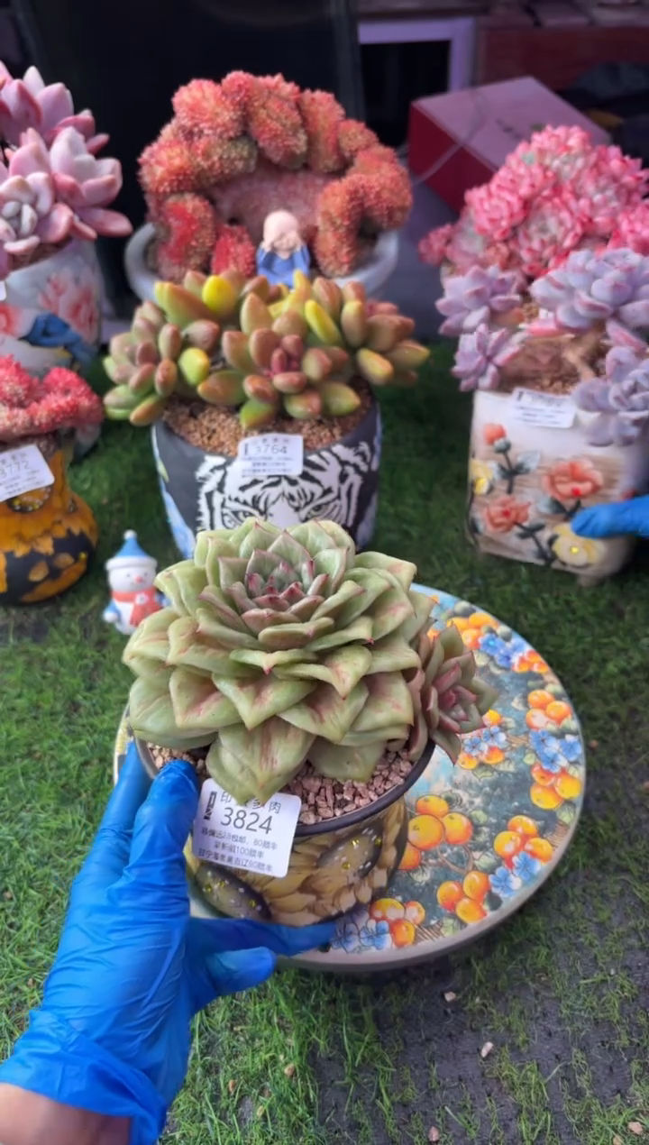 昆明印象多肉3824