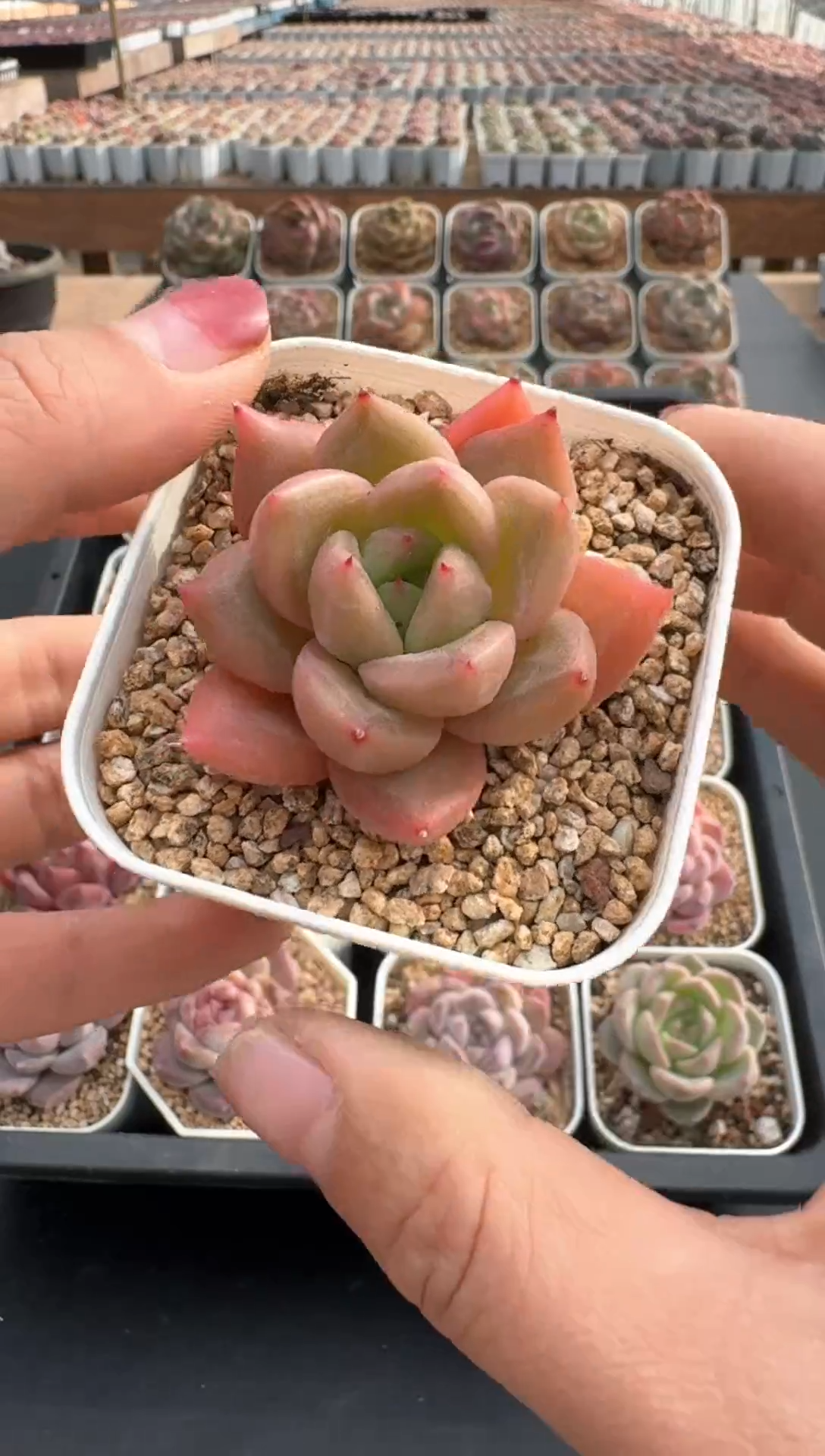 【闪购商品】905E号一物一拍多肉花卉植物3颗起发