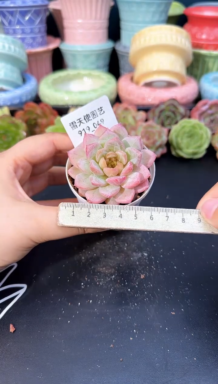919-049青山（冠幅5cm）