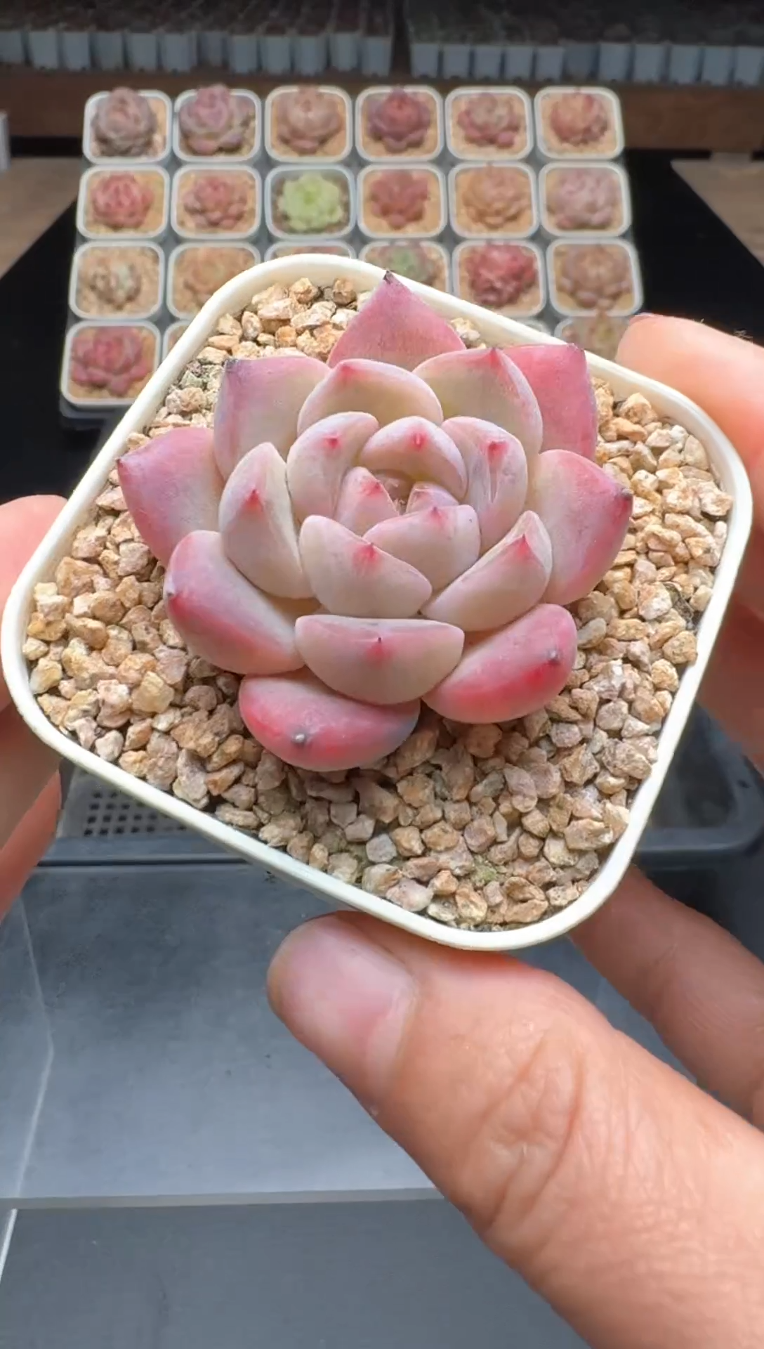 【闪购商品】878号 珍妮杂交多肉 花卉植物