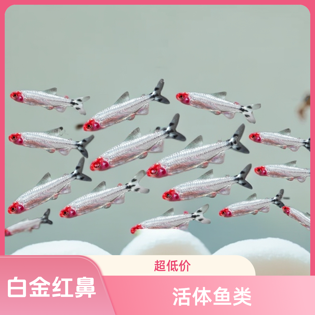 白金红鼻剪刀鱼活体鱼草缸群游鱼红鼻子观赏灯科鱼淡水观赏鱼