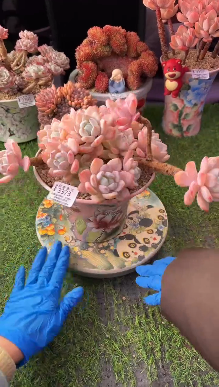 昆明印象多肉3373