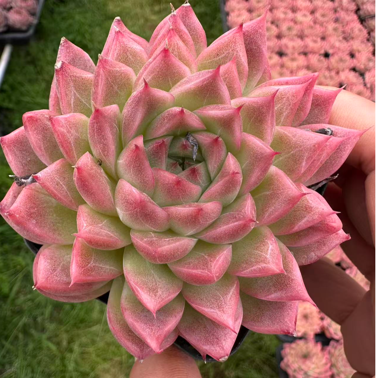 7#香水百合多肉植物  前男友精品多肉 KSM1082