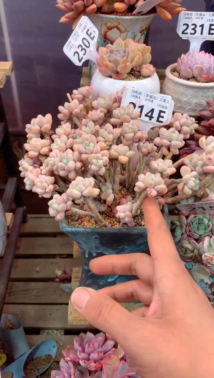 214E（一物一拍，精品多肉，w所见即所得 