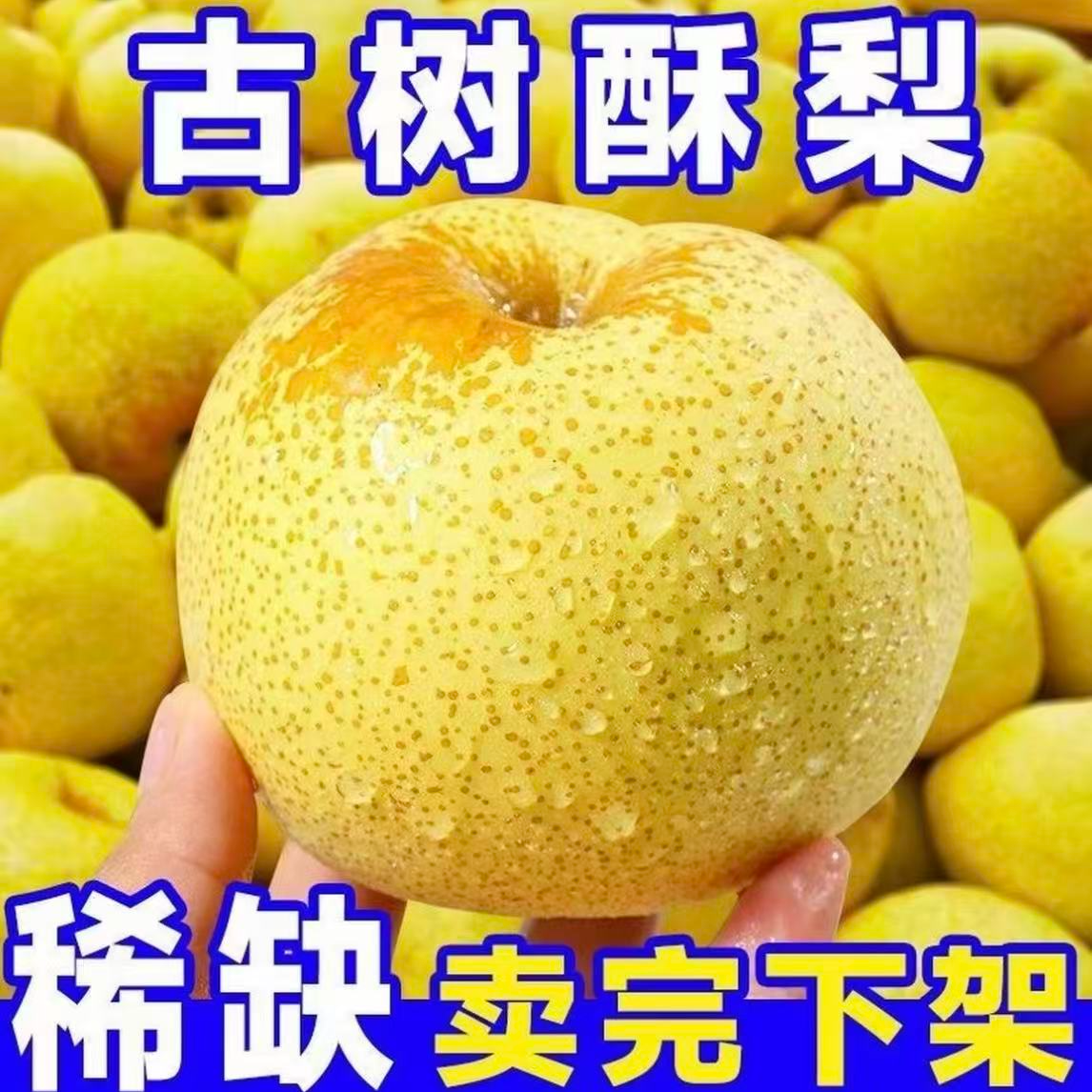 正宗酥梨皮薄多汁老树梨批发当季新鲜水果梨子爆甜脆