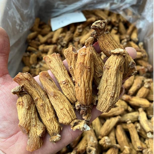 太极参 短枝 小胖子 6年