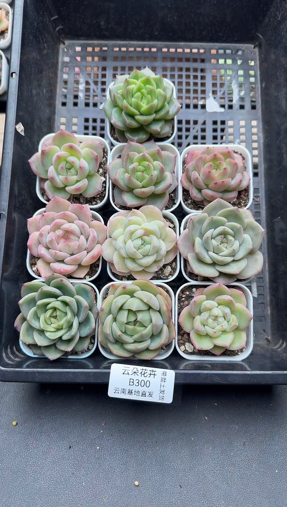 珍妮杂交多肉B300