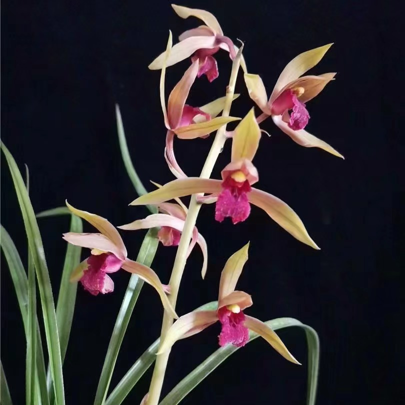 【里山红】蕙兰红素代表里山红