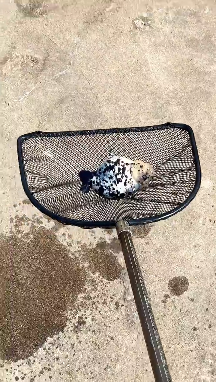 金鱼D**丁水娃娃观赏鱼兰寿金鱼  不包邮