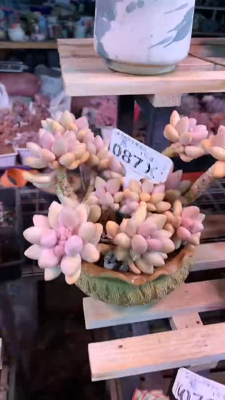 【闪购商品】087XXX