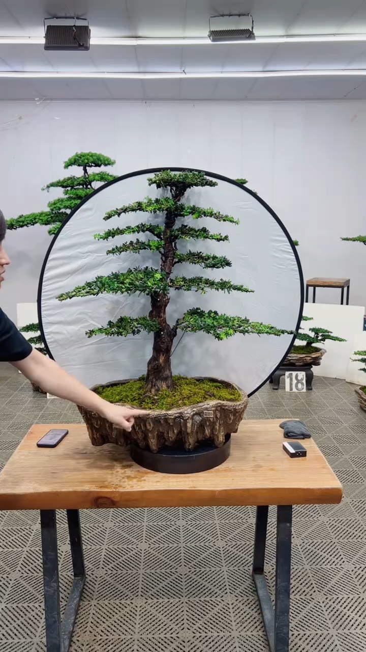 无花朵造型盆景一物一拍