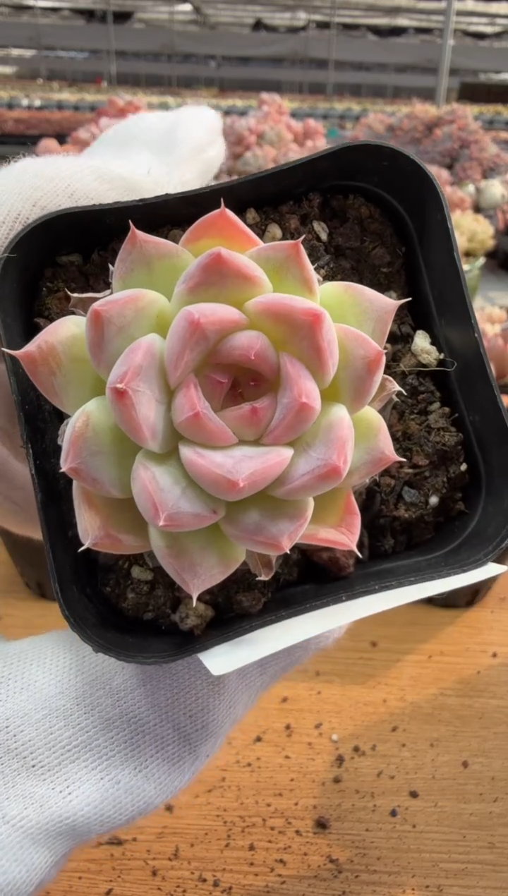 东云多肉园三店-90