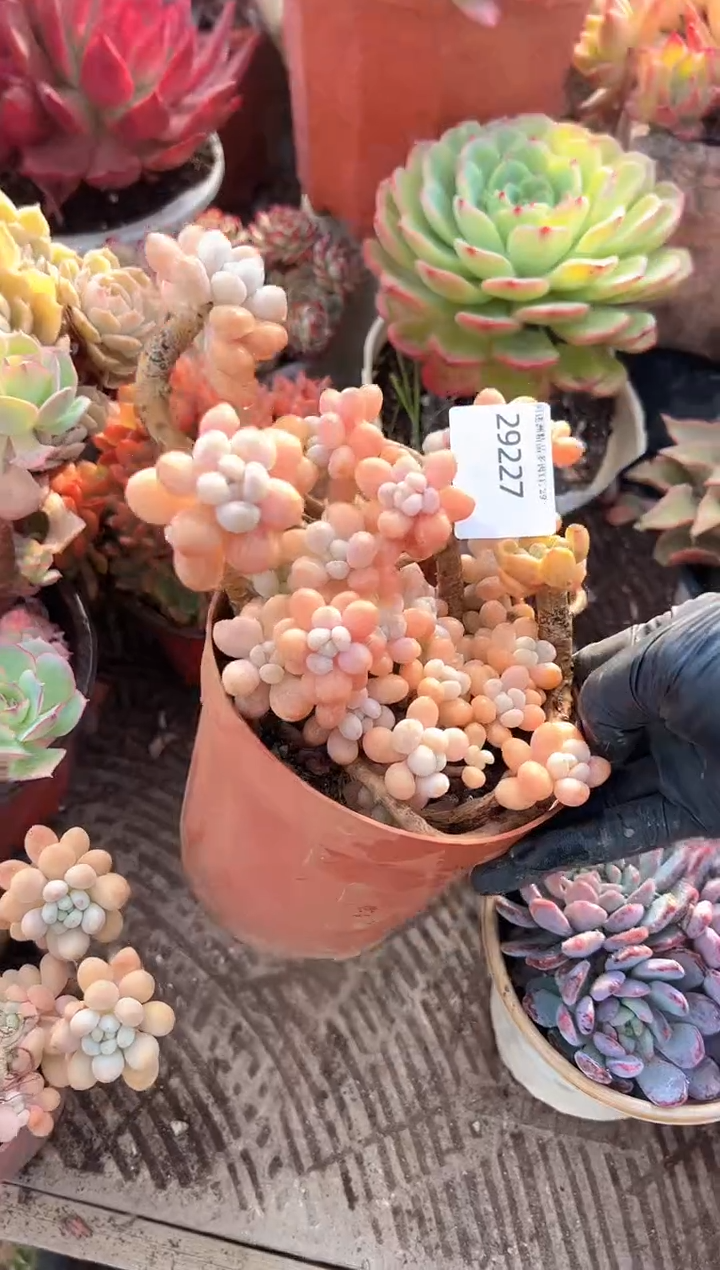 百**乐多肉植物一物一拍29227