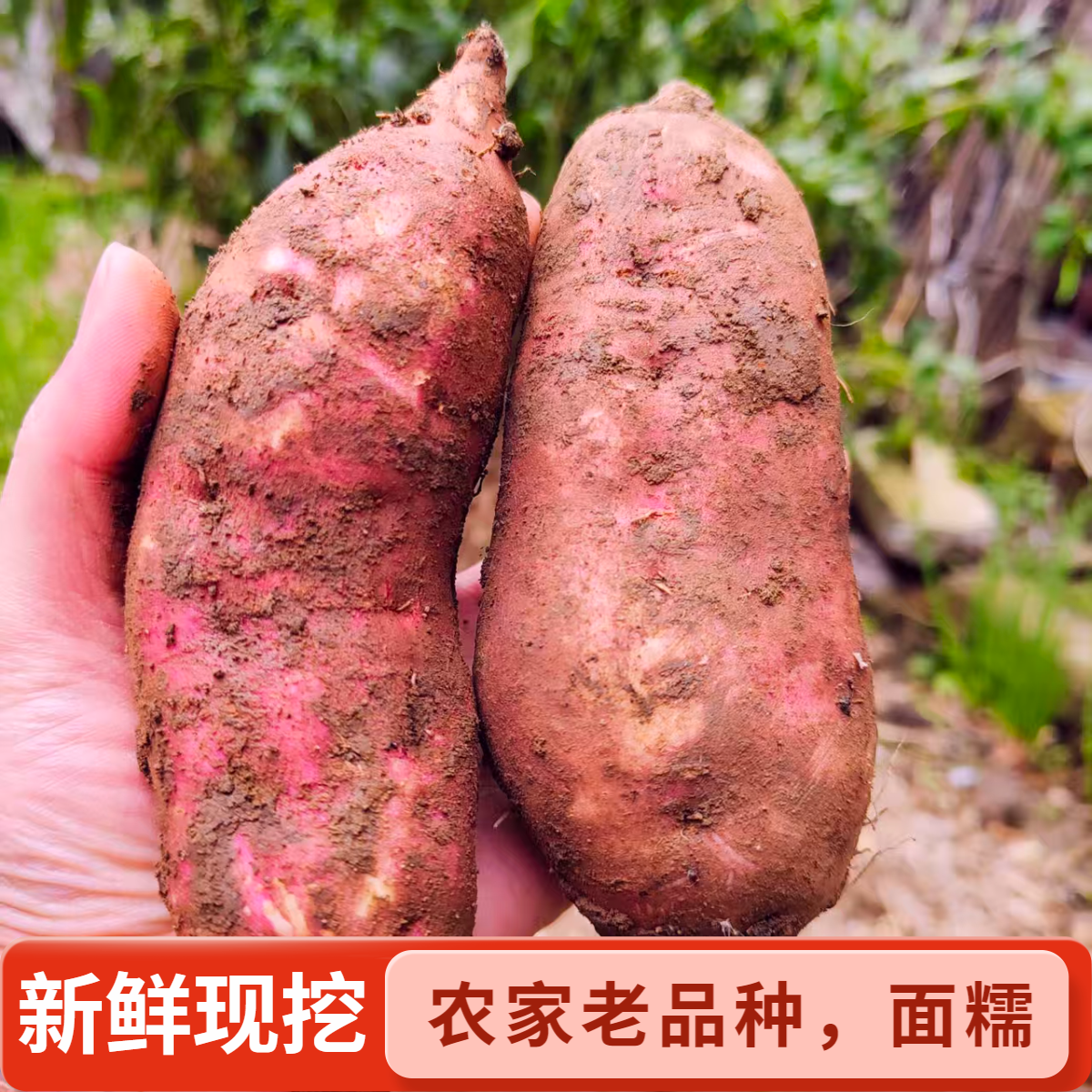 红薯高山农户新鲜现挖粉糯可口烧烤蒸煮均可