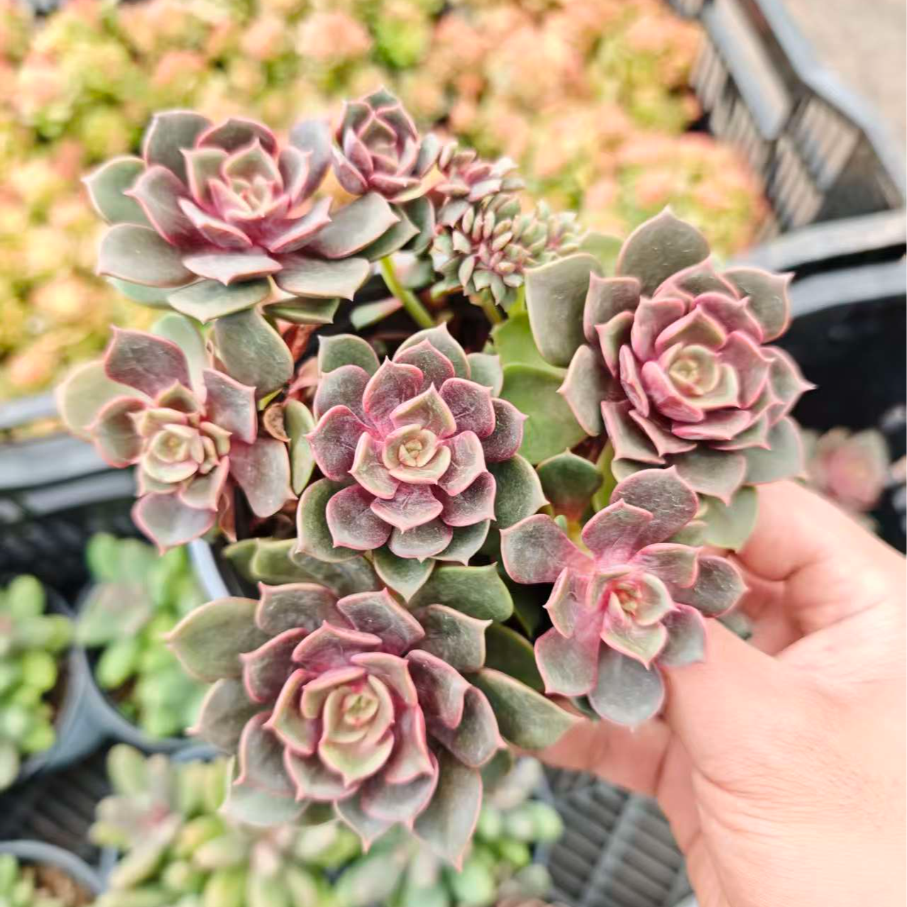 大红袍 拾忆多肉 好养阳台多肉植物