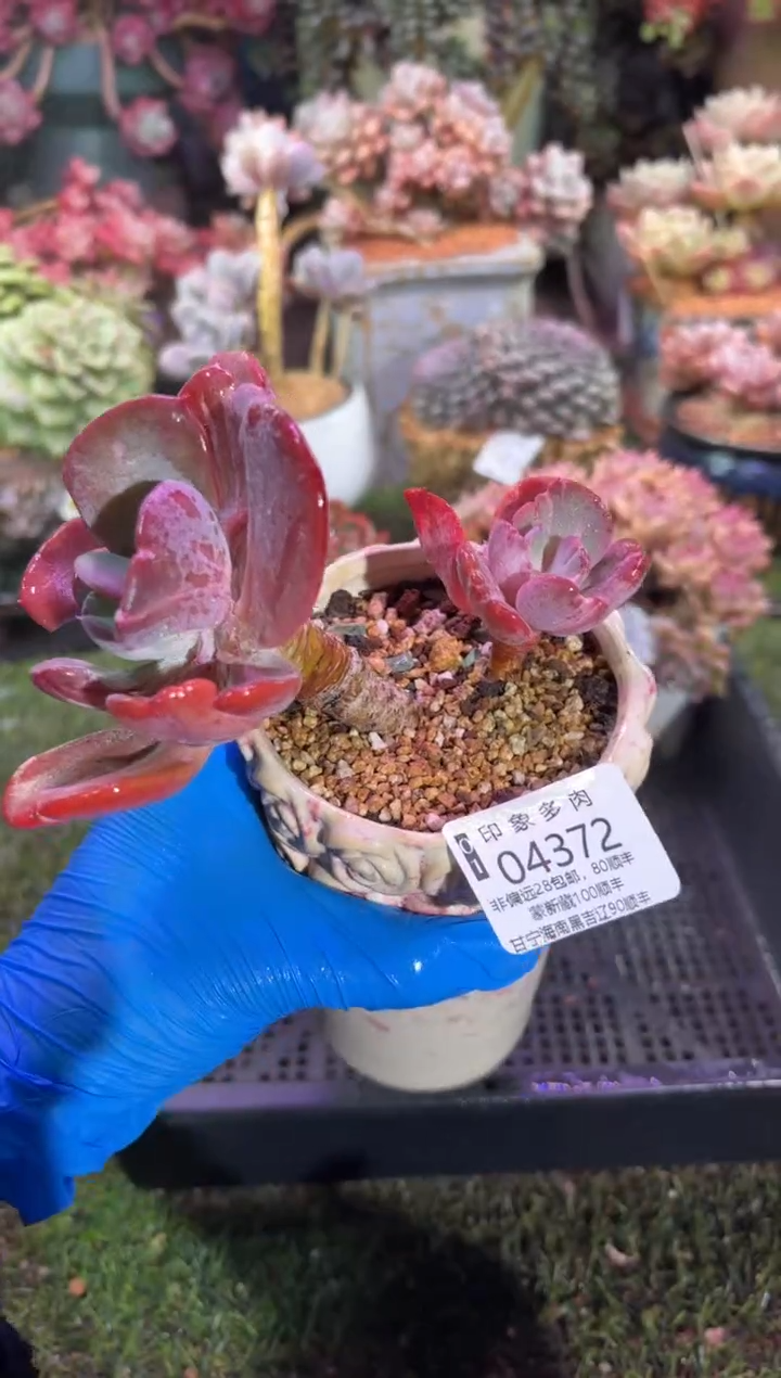 【闪购商品】04372