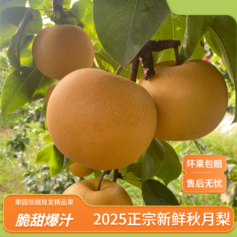 新鲜正宗秋月梨果园现摘现发新鲜皮薄口感清甜甘甜爽口