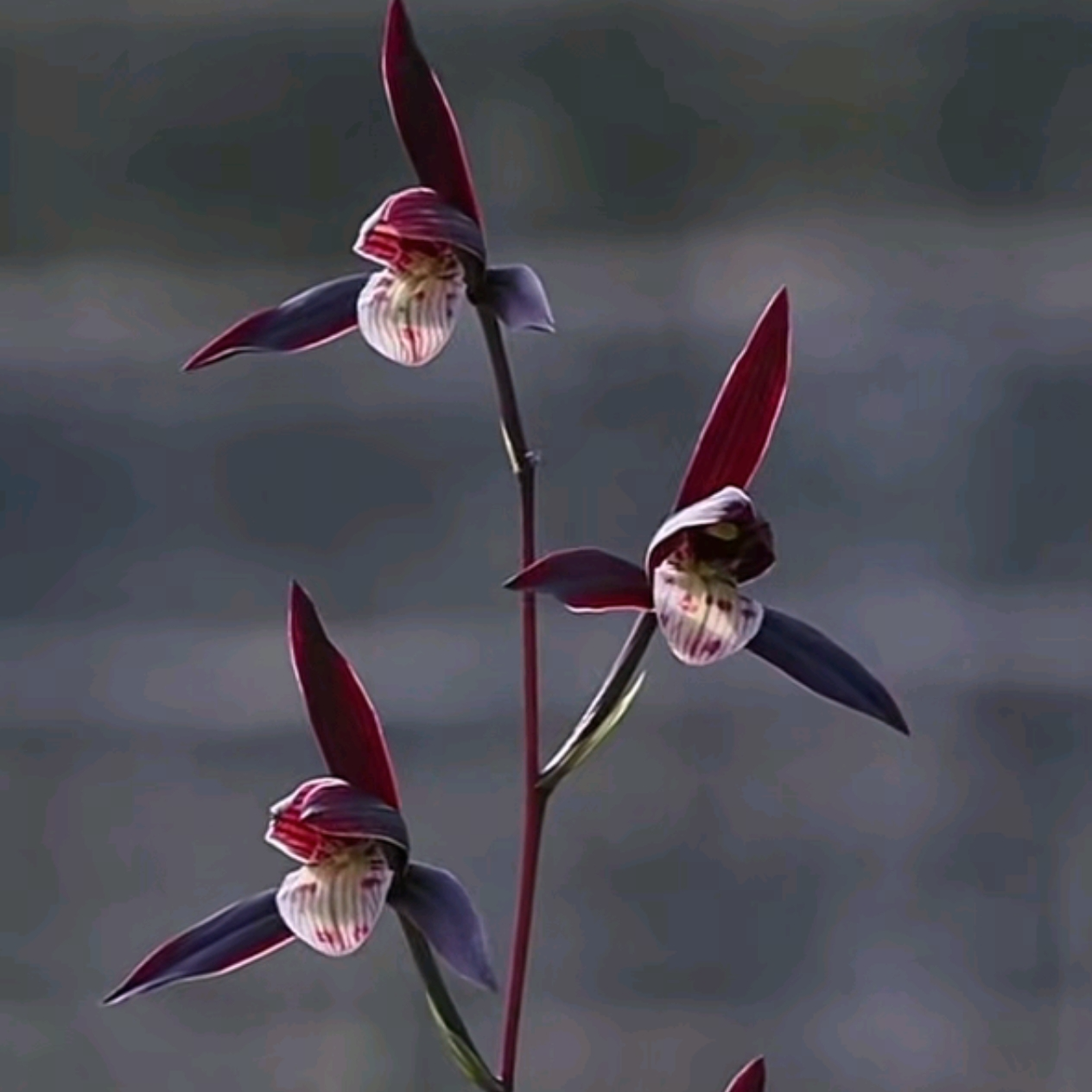 【紫燕】寒兰转色高端兰花稀有铭品 国兰经典 年年复花 老品种 幽香