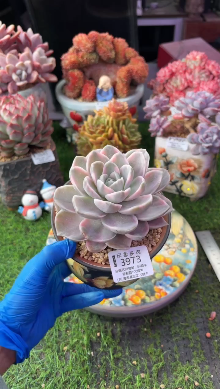 昆明印象多肉3973