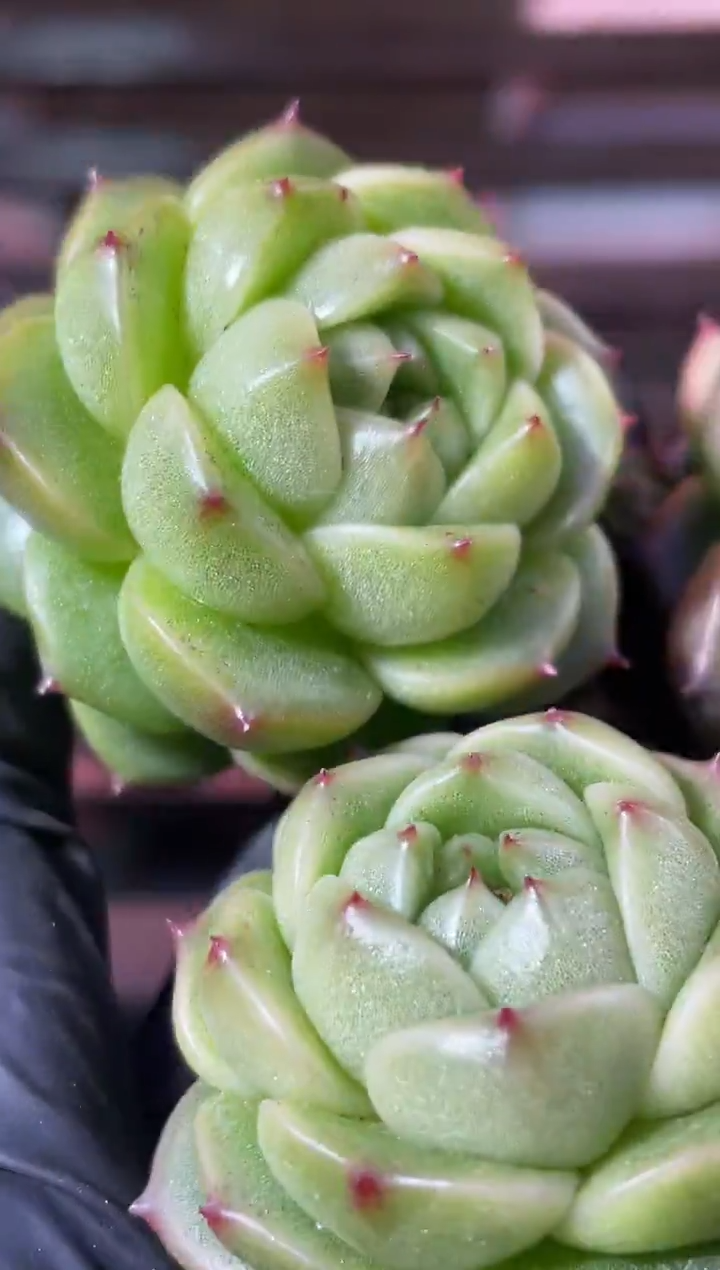 33-45 翡冷翠3-4厘米量拍发一颗