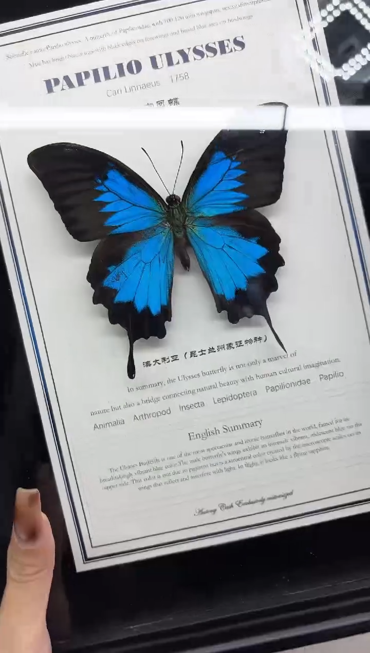 有机玻璃天堂凤蝶 瑕疵