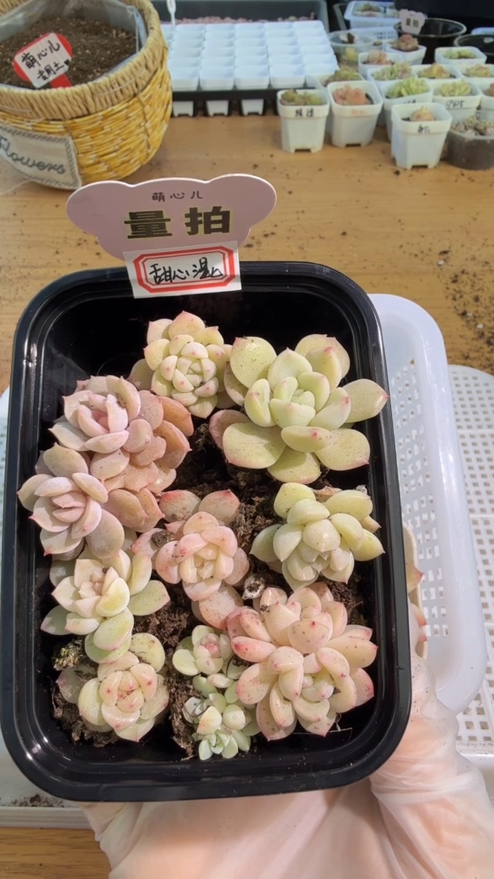 穴盘小苗混9颗量拍混发（不标注个体名）
