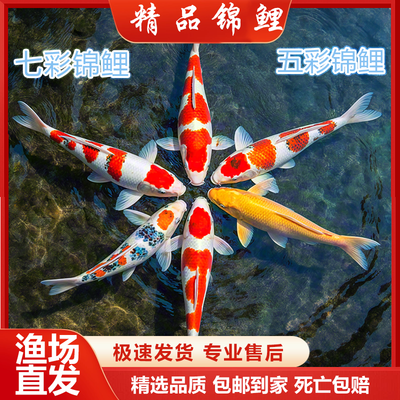 【8-10cm】黄2红草2共四条锦鲤金鱼观赏鱼好养耐活