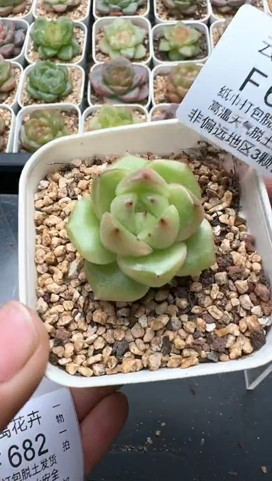 681F云禹多肉植物 默认脱土纸巾打包 3颗包邮