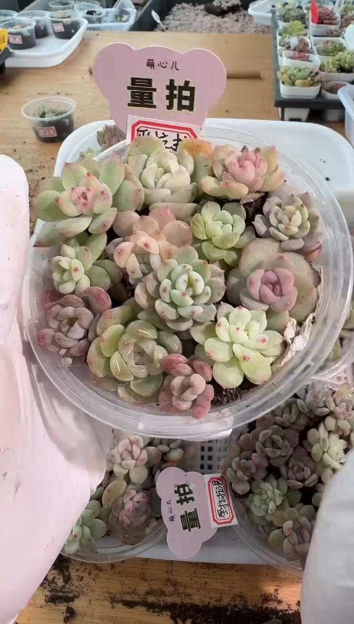 巫拉拉混 1盒 量拍混发 满9.9包邮