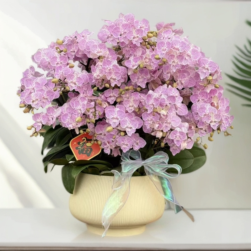 蝴蝶兰 《樱花》带线条大舌头系列中小花型欧品进口花真花室内花卉 