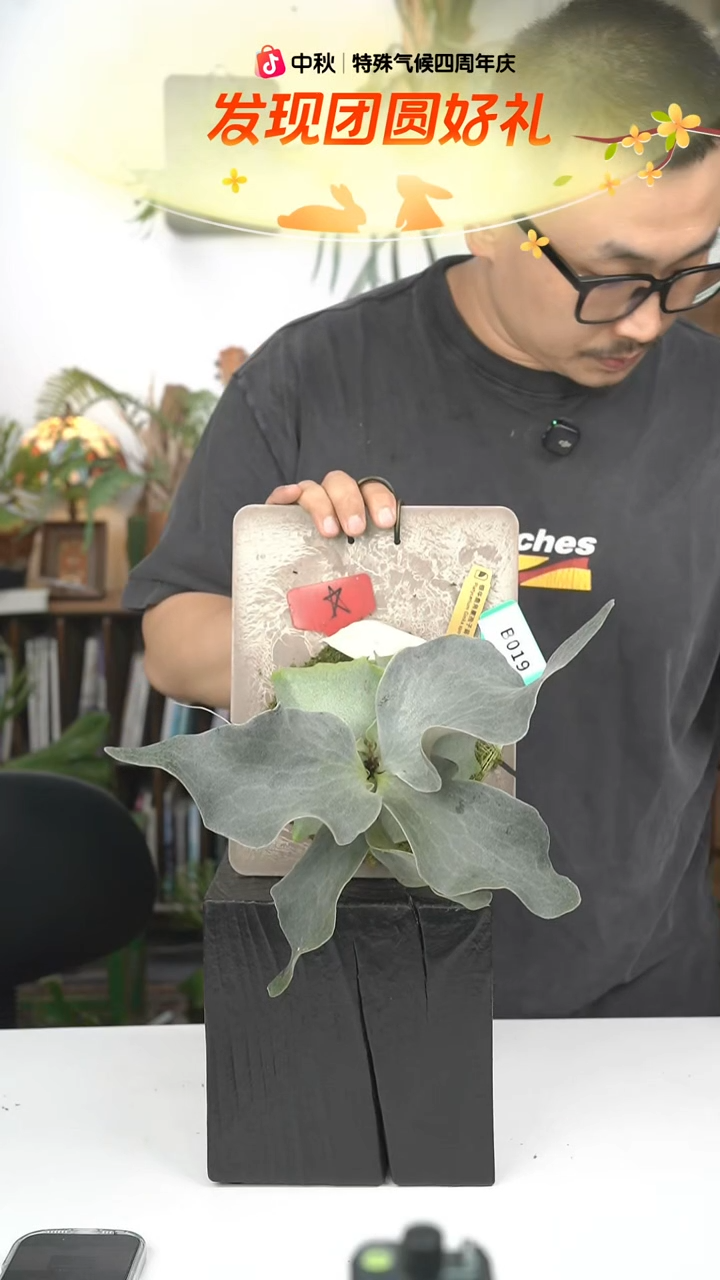 不开花植物B019-银华孢子苗（金标特选）