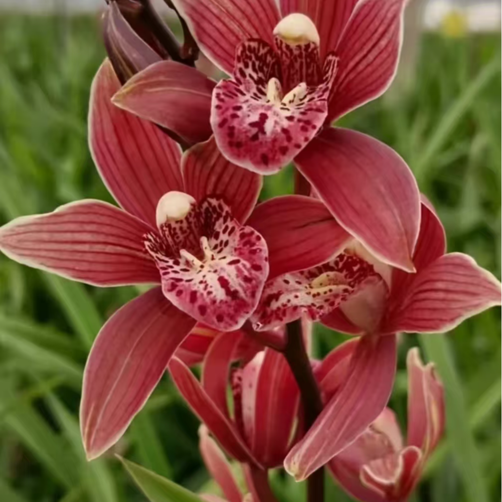 台北小姐【5-8花剑】浓香型国兰翠绿色花卉绿植盆栽带花剑花期长