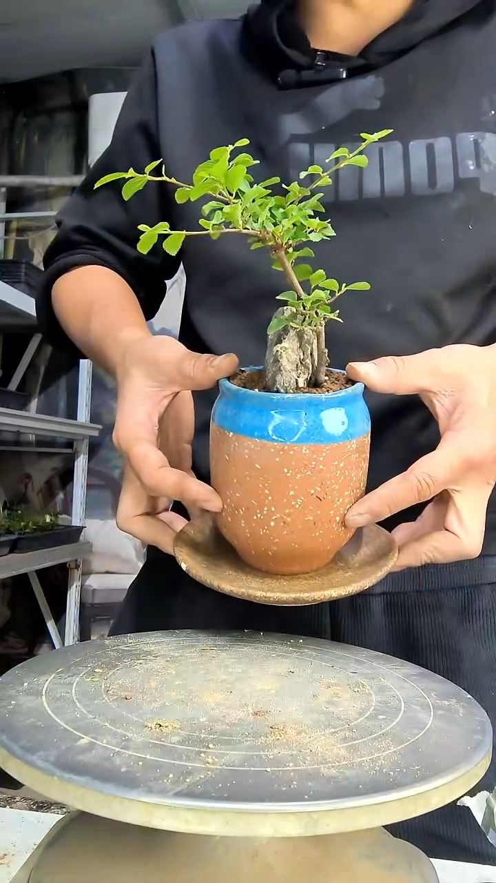 琦*中青园艺一物一拍花415