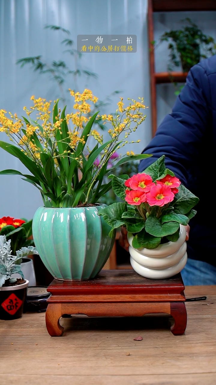 完全开放K*247文心兰+报春