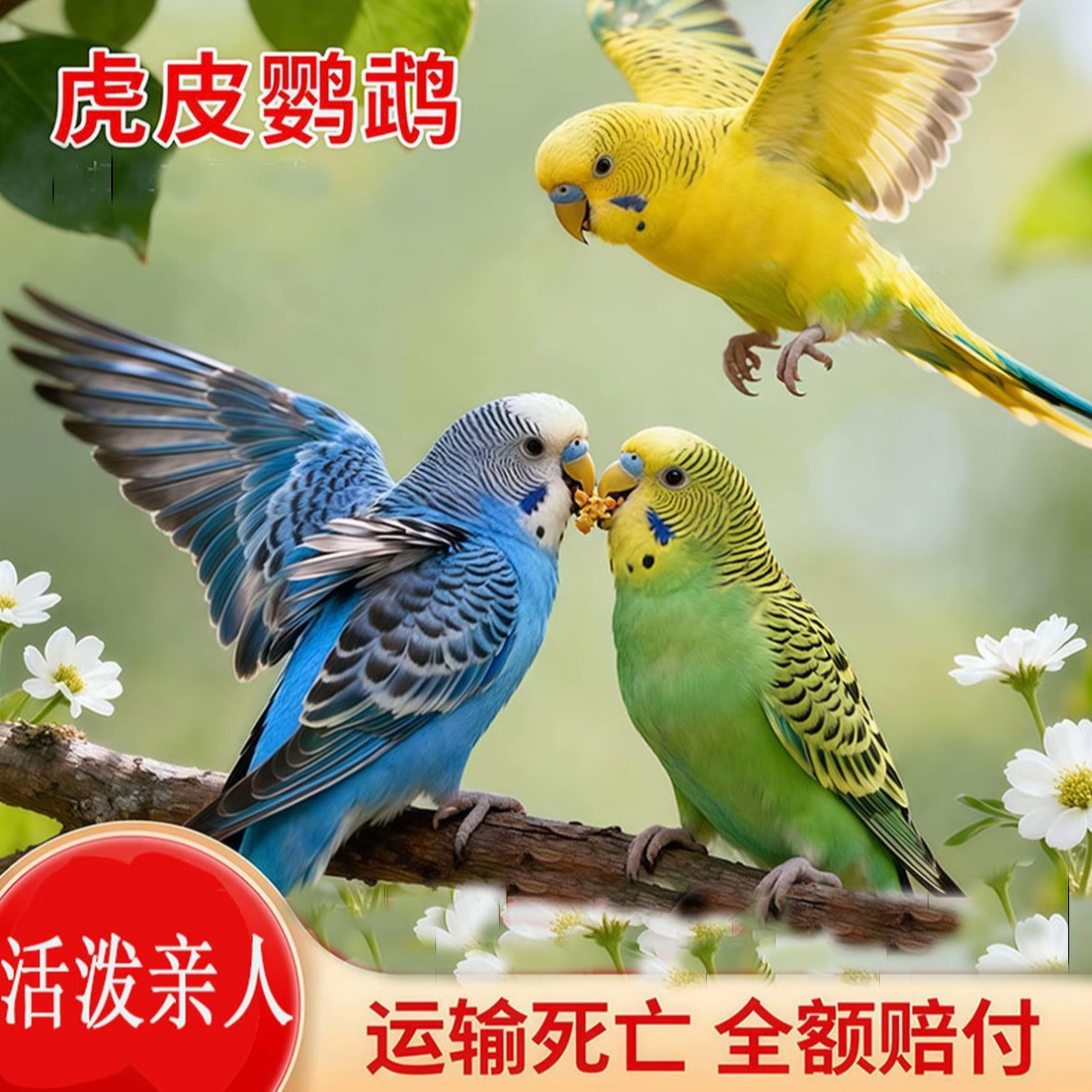 【两只手养鹦鹉】虎皮小鸟活体宠物鸟活泼可爱黏人易上手亲人听话T