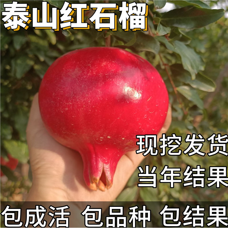 泰山红石榴树苗庭院地栽超大号盆栽嫁接老桩带土球南北方耐寒果树