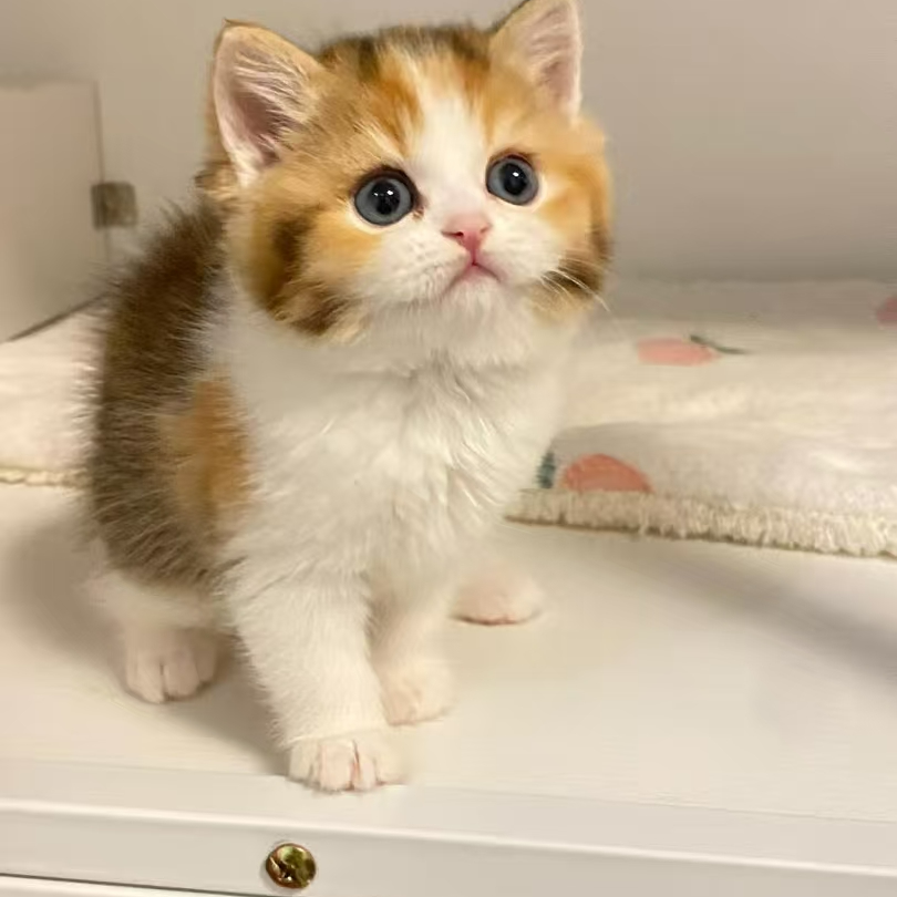 【喵喵爪爪王】全品类猫咪活体一对一挑选 不合适全额退