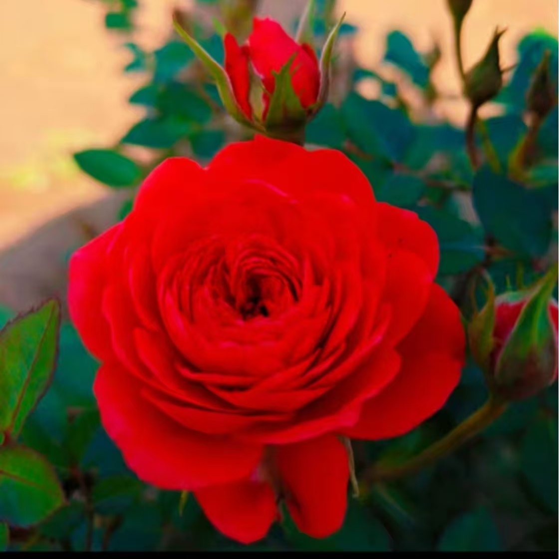 山木香 红刺藤 金弹子 蔷薇 胡秃子 铁包金  黄荆火棘等盆景素材