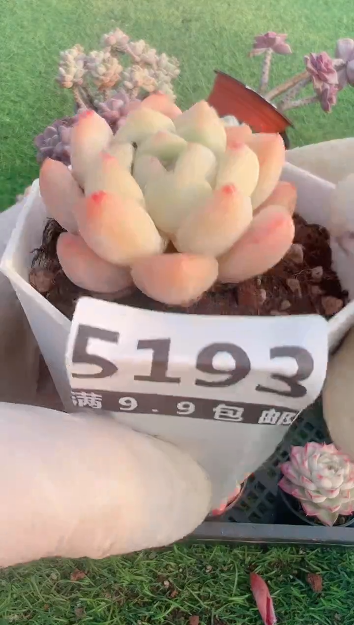 【闪购商品】信福多肉一物一拍