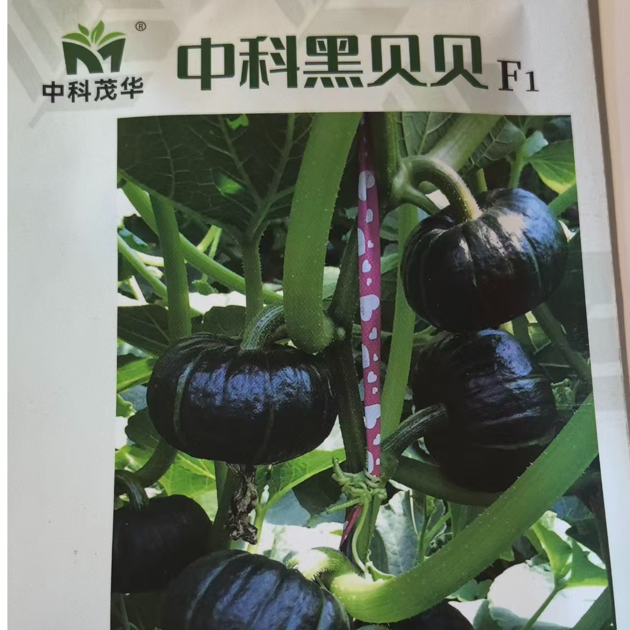 中科黑贝贝果型厚扁圆，果肉厚深黄色甜糯品质较优，深受消费者喜爱